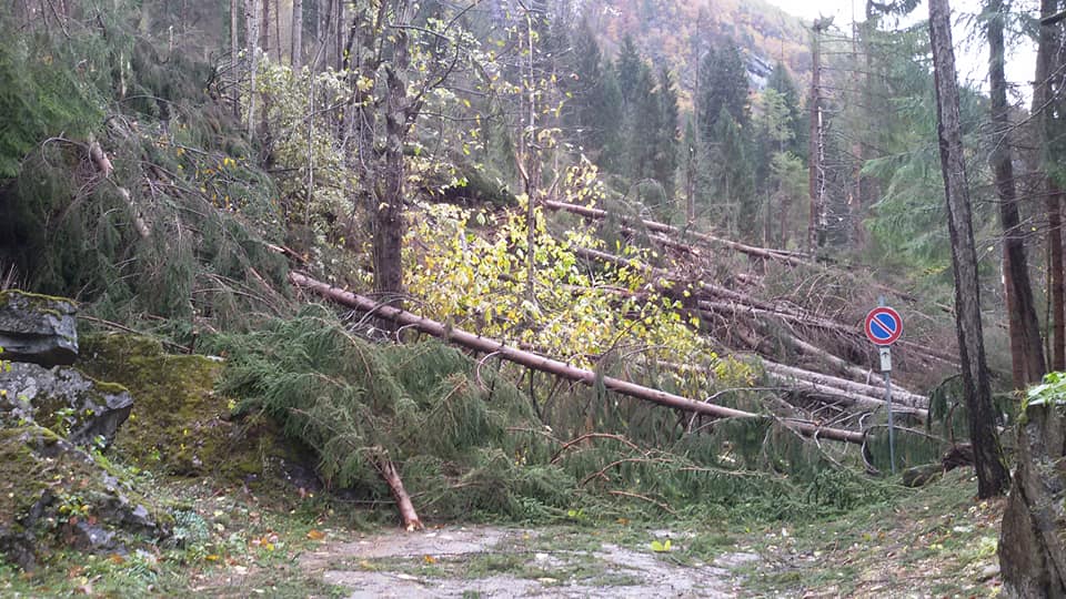 45082882 10218415756254008 5469965589638283264 n