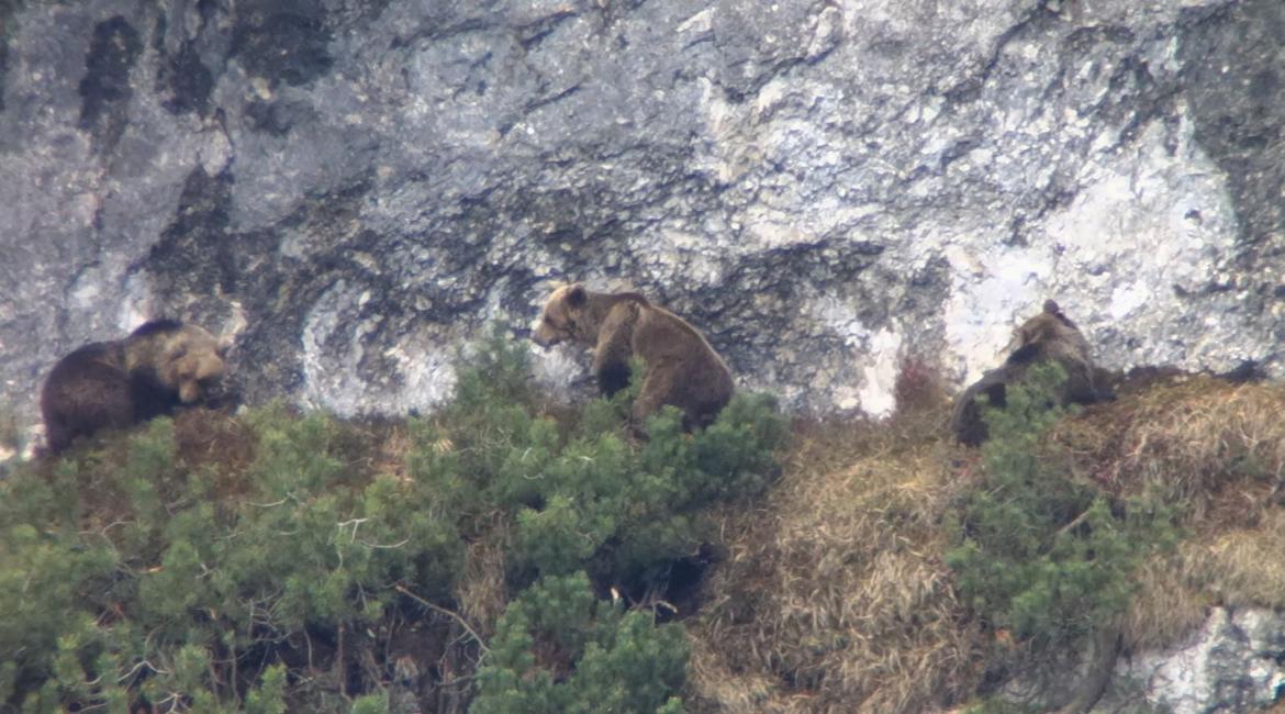 tre-orsi-maggio-2017-Brenta imagefullwide