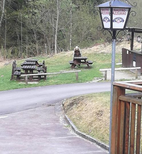 orso alle cascate Nardis 2