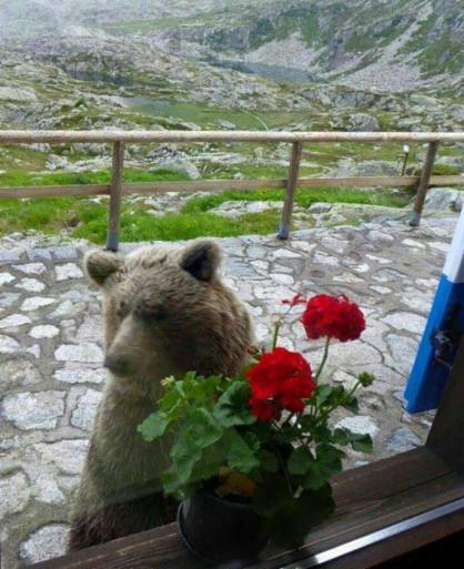 ORSO RIFUGIO MANDRONE 1