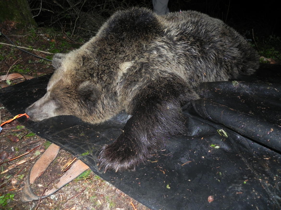 orso-radiocollarato-val-Genova-2 imagefullwide - Copia