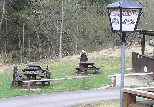 orso alle cascate Nardis 2 b 1