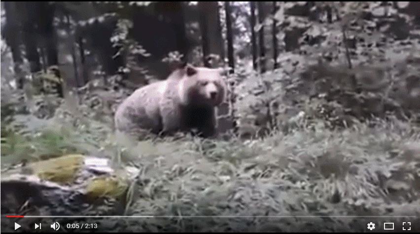 orso a Caderzone Terme