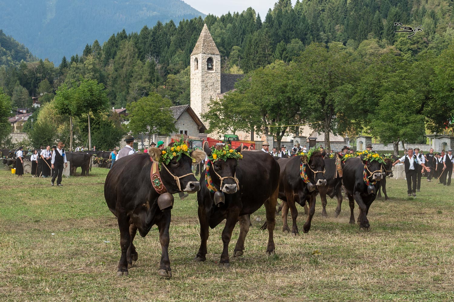 Giovenche di Rendena 2016 - foto Paolo Bisti