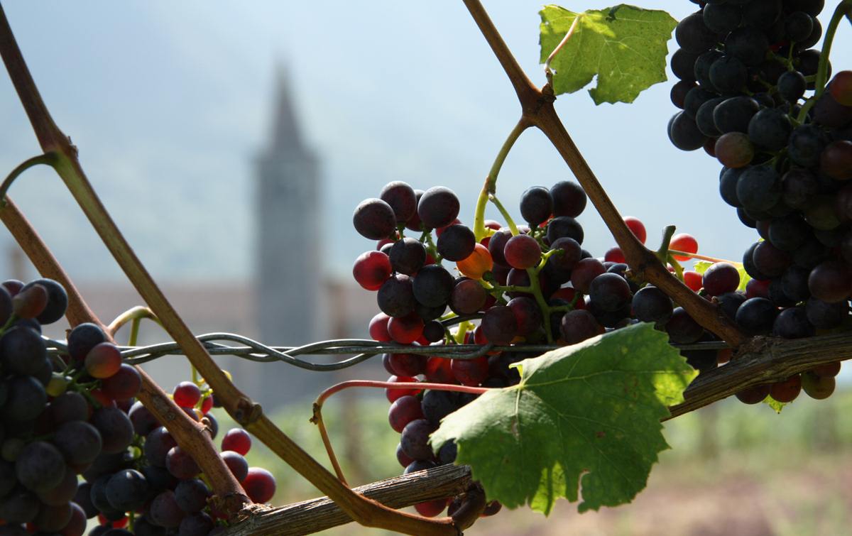 da imperialwines.org - recupero-viticoltula-valle-del-chiese