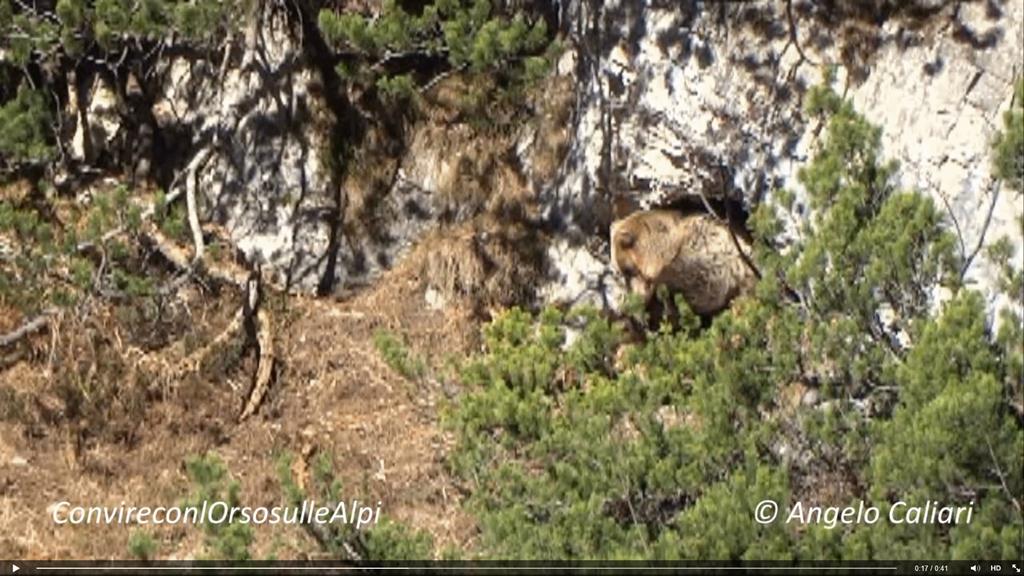 Orso si prepara la tana - video di Angelo Caliari - convivere con lorso nelle alpi