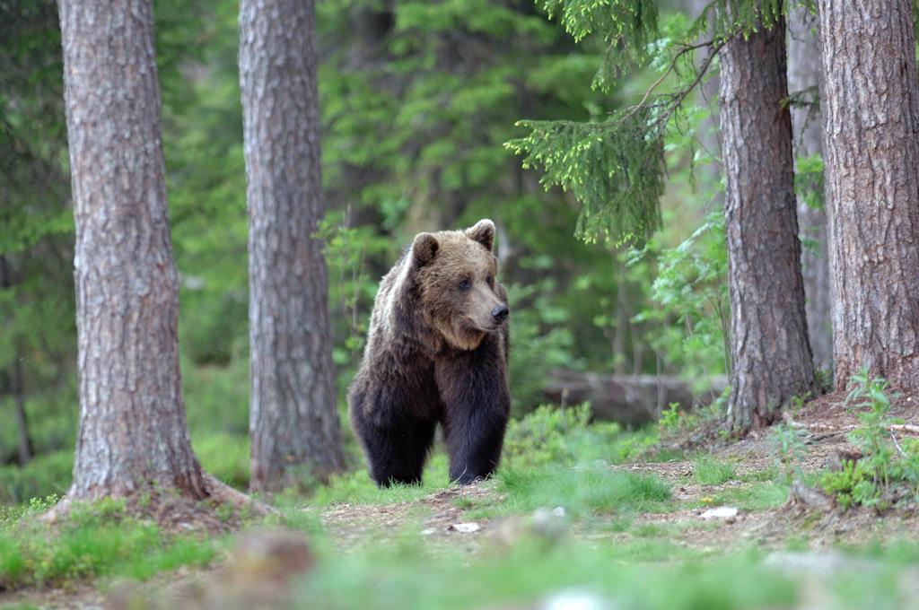 orso in Trentino b rapporto 2013
