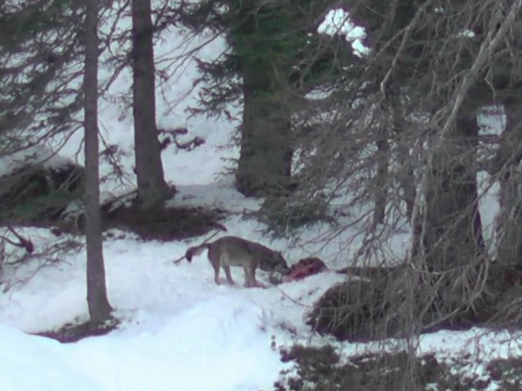 lupa in alta val Rendena mentre mangia un cervo