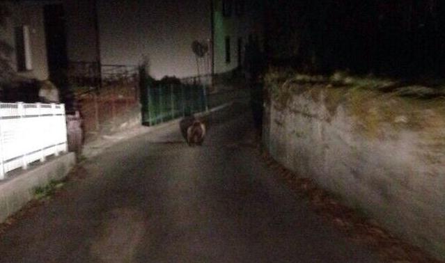 cucciolo di orso 1 a Vigo Rendena