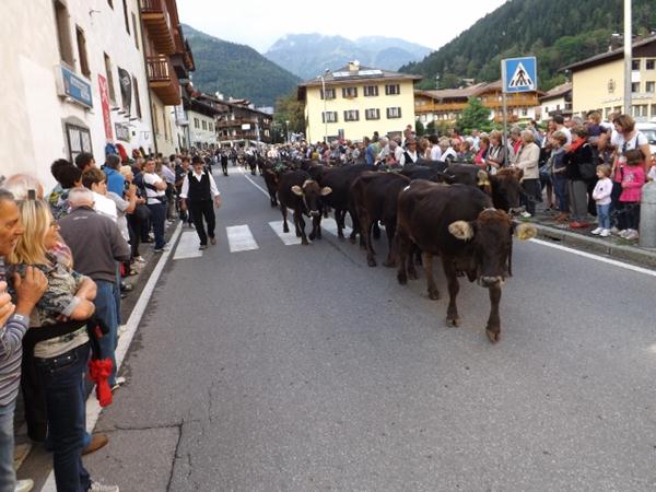 Giovenche di Razza rendena sfilata16