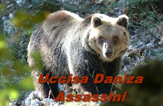 daniza uccisa assassini