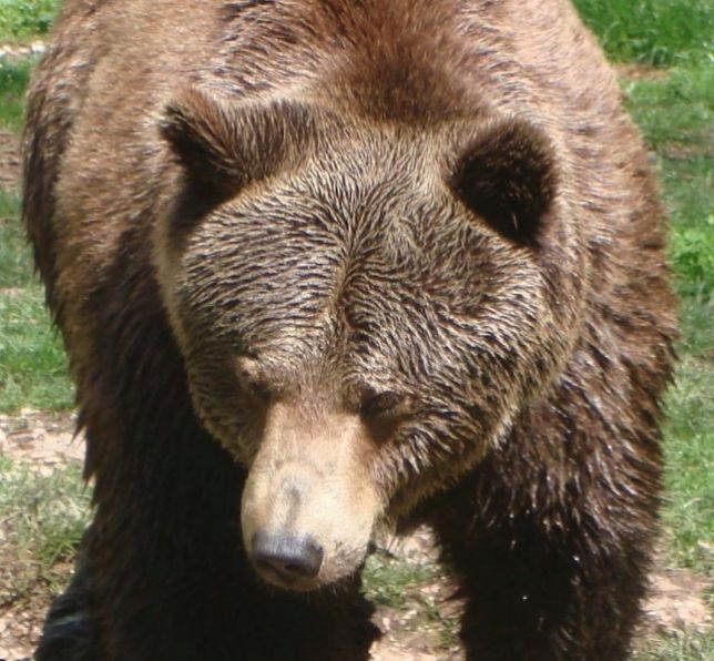 orso in trentino - aggressione