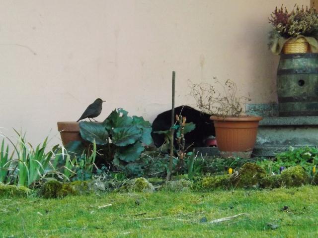 merlo e micio - Tione 1