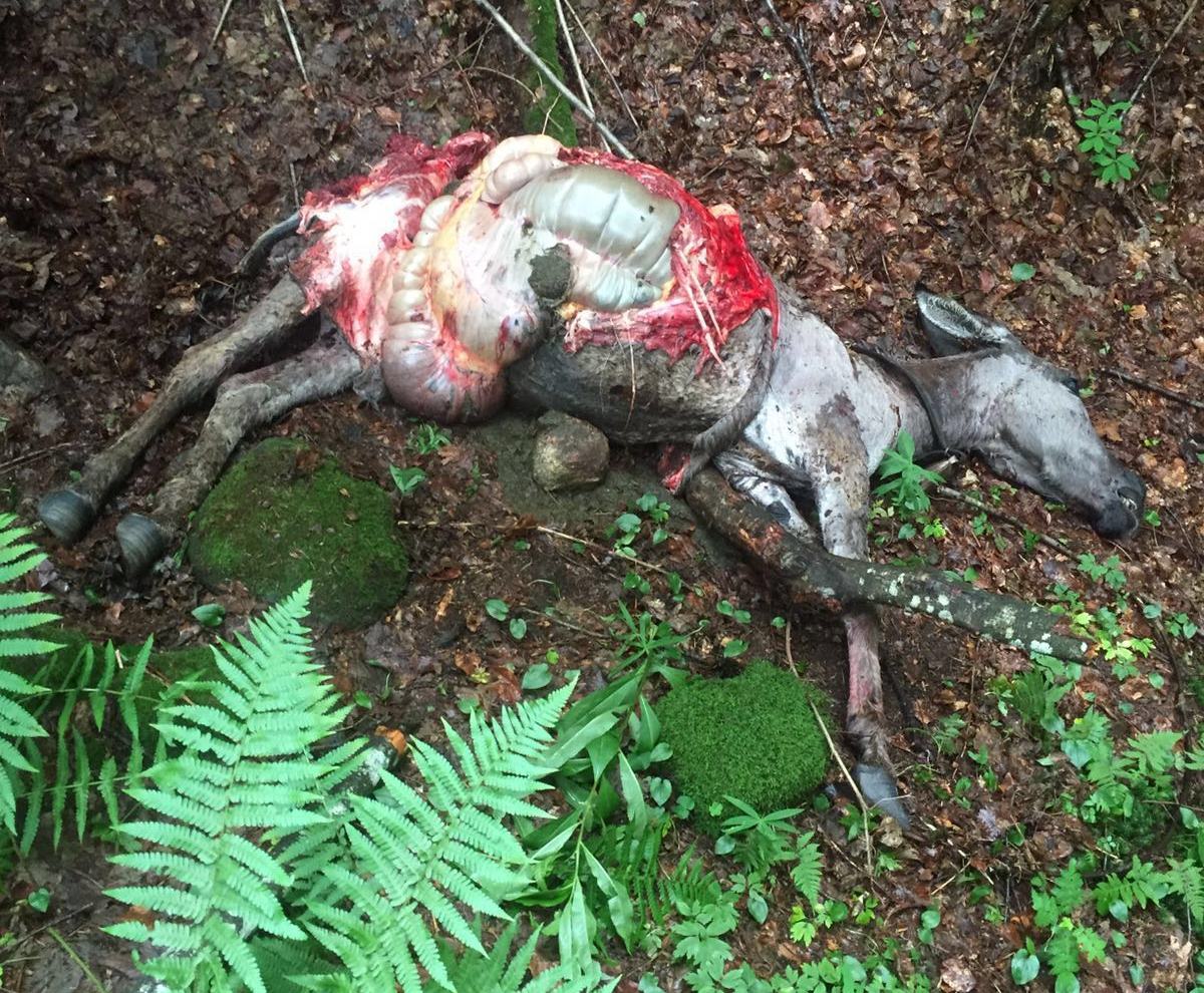 Asino ucciso in val di Borzago dallorso