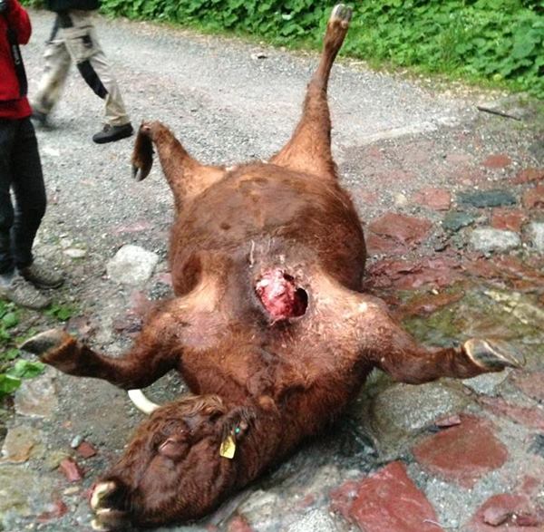 Mucca ammazzata dallorso in val Rendena - Copia