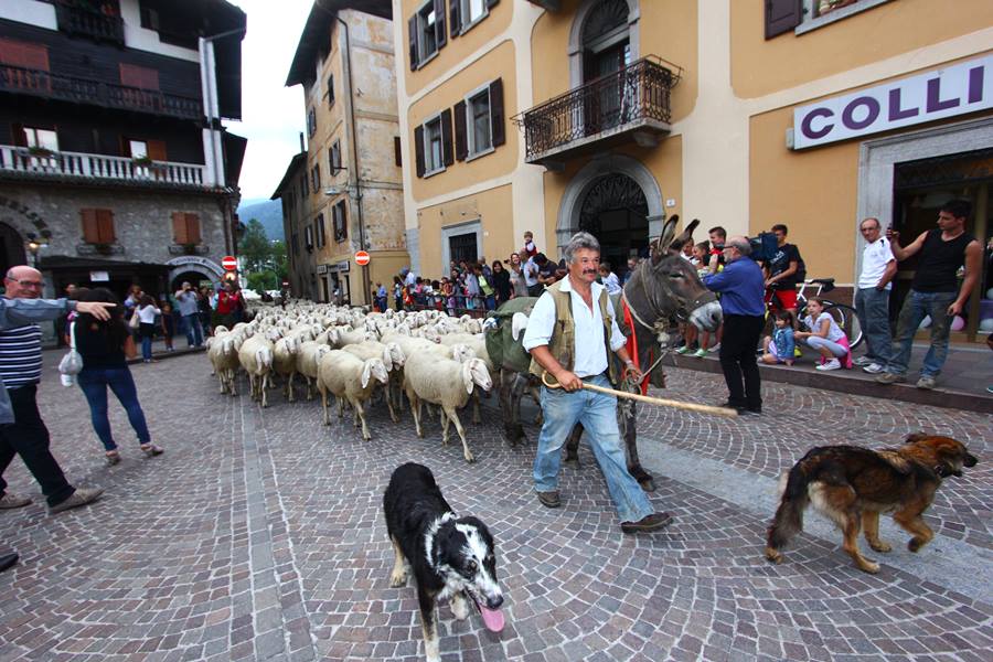 Pecore a spiazzo Rendena