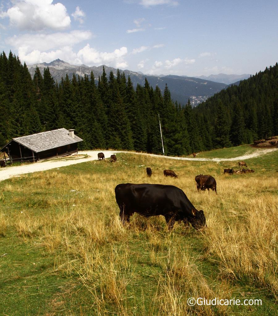 Pinzolo Malghe del Doss del Sabion- conca di Grual