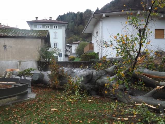 Tione il faggio abbattuto