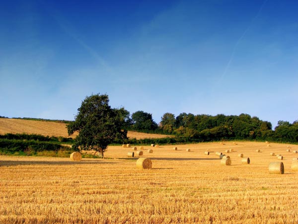 festa agricoltura Esteriori