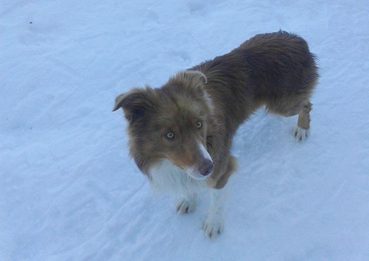 Il cane di Remo Formaini