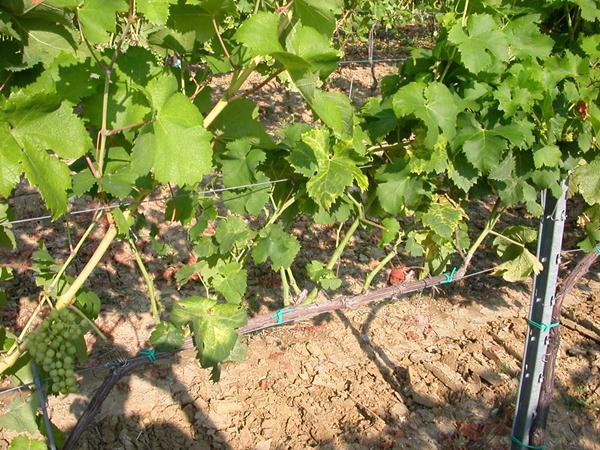 flavescenza dorata - Valle del Chiese