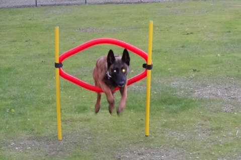 un cane si esercita nella scuola di Caderzone terme