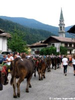 Giovenche razza rendena 13 (2)