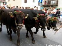 Giovenche razza rendena 14