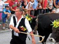 Giovenche razza rendena 15