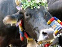 Giovenche razza rendena 1