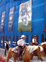 Giovenche razza rendena 20