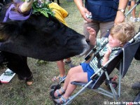 Giovenche razza rendena 30