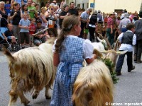 Giovenche razza rendena 5 (1)