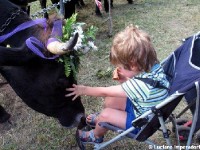 Giovenche razza rendena 5 (2)