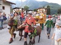 Giovenche di Razza rendena, sfilata12