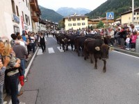 Giovenche di Razza rendena, sfilata16