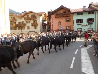 Giovenche di Razza rendena, sfilata17