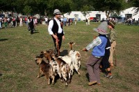 Giovenche razza rendena 004