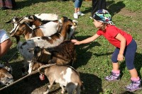 Giovenche razza rendena 017