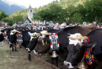 Giovenche razza rendena 020