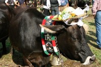 Giovenche razza rendena 024