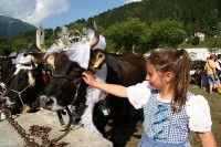 Giovenche razza rendena 033