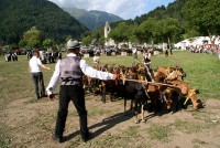 Giovenche razza rendena 044