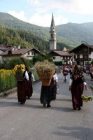 Giovenche razza rendena 050