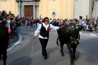 Giovenche razza rendena 063