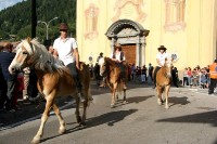 Giovenche razza rendena 075