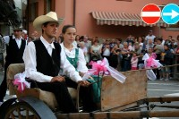 Giovenche razza rendena 084