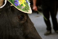 Giovenche razza rendena 105