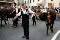 Giovenche razza rendena 107