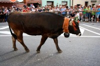 Giovenche razza rendena 111